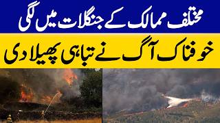 Massive Forest Fires Spread Across Multiple Countries | Dawn News