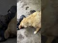 #petlover #cute #puppy #shorts