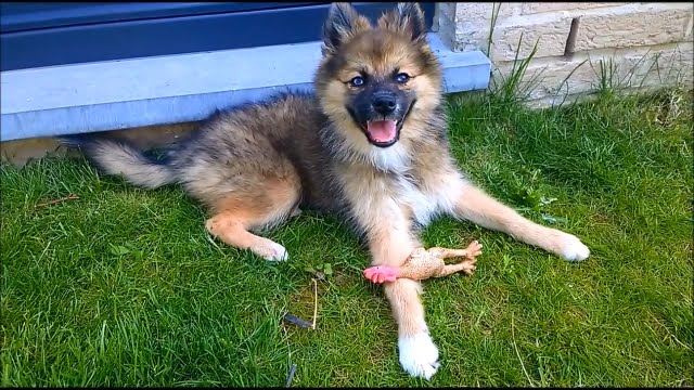 german shepherd pomsky mix