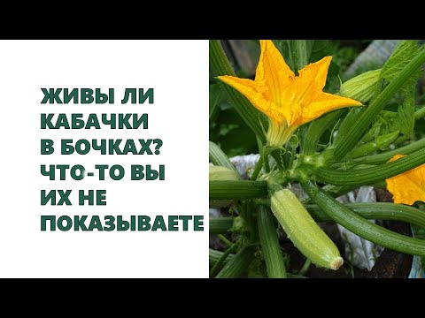 Video: Vad Man Ska Plantera Efter Potatis Nästa år Och Vad Man Ska Kombinera Plantering Med