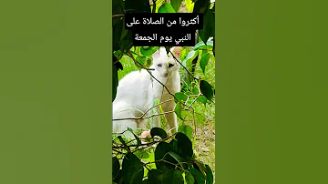 أكثروا من الصلاة على النبي يوم الجمعة اكسبلور صلوا علي النبي شورت ترند تأمل تيك توك حالات Funny For 