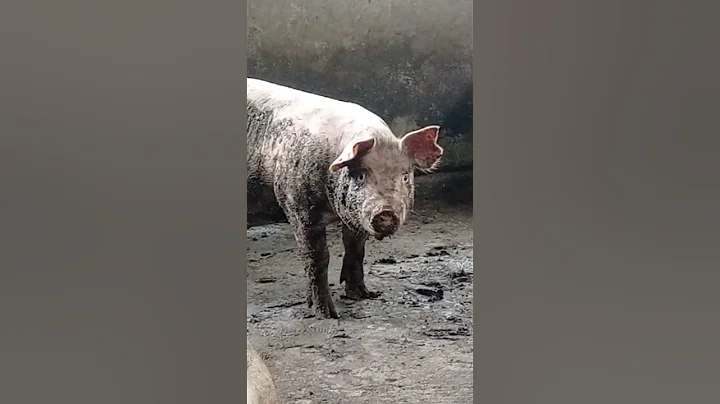 Funny Dirty Pigs 😂😂😂. Don't want to take a bath 🐷😂. #funny #pigs #farming #piggy #happy