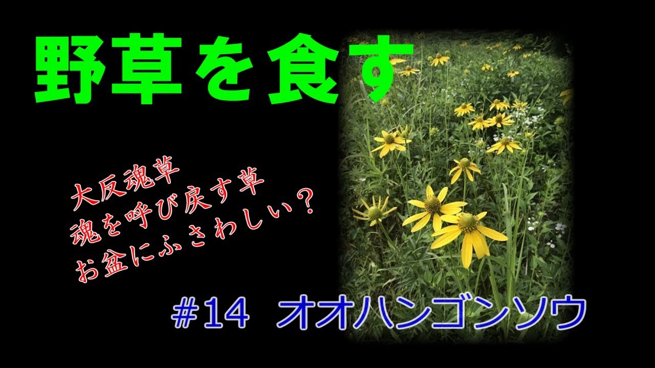 野草を食す 14 オオハンゴンソウ Youtube