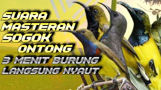 SUARA MASTERAN SOGOK ONTONG | 3MENIT BURUNG LANGSUNG NYAUT