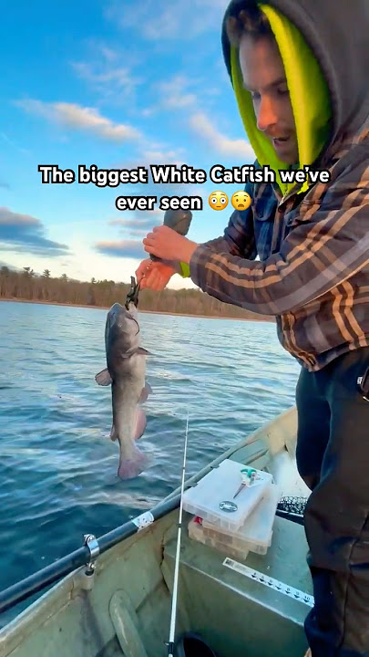 Never seen a catfish like this… 😳🐠 #catfish #catfishing #fishing #shorts #channelcatfisb