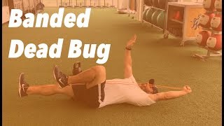 Banded Dead Bug