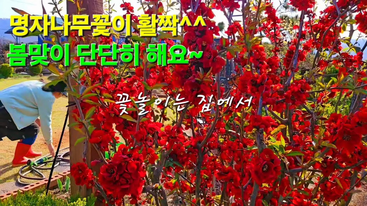 봄맞이로 즐거운 정원지기,모종낸 꽃들 정원에 심어요,월동한 새싹 옮겨심기,집에서 꽃놀이 해요,