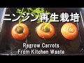 ニンジンの再生栽培　（種採り）Regrow Carrots from kitchen waste.