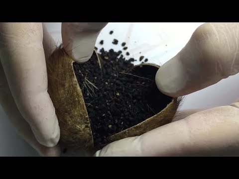 كل ما تود معرفته عن مسك الغزال    