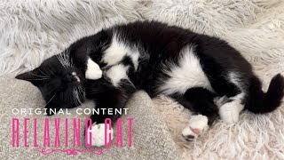 Adorable sleeping tuxedo cat sleeping on fluffy bed - relaxing music - calm down screenshot 5