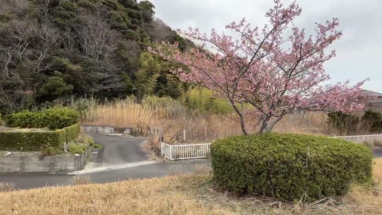 【静岡県菊川】海戸橋の桜 2026.2.27
