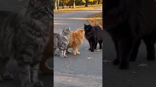 #catvideos #catshorts #cat #funny #cute #catfail