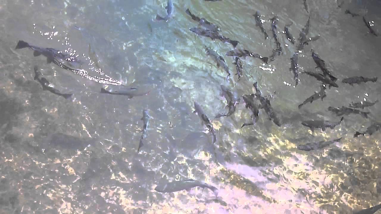 Metolius river fish hatchery.sisters Oregon. YouTube