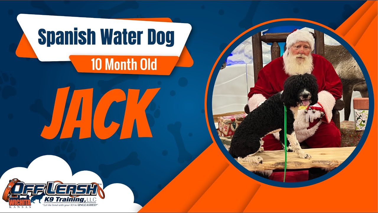 10 Mo Old Spanish Water Dog Best Dog Training Off Leash K9 Board & Train Wichita YouTube
