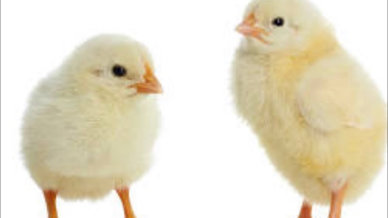 13 SANDHU POULTRY FARM is live