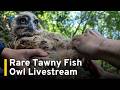 Rare Tawny Fish Owl Videos Captured by Taiwan Research Team ｜TaiwanPlus News