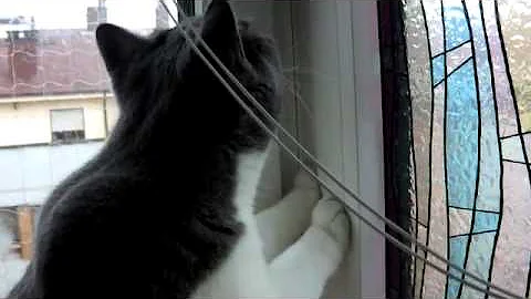 Video 5171441: gato british shorthair, british shorthair bicolor