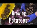 How to plant potatoes  grow a potato harvest forever in a bucket  make free soil compost in place
