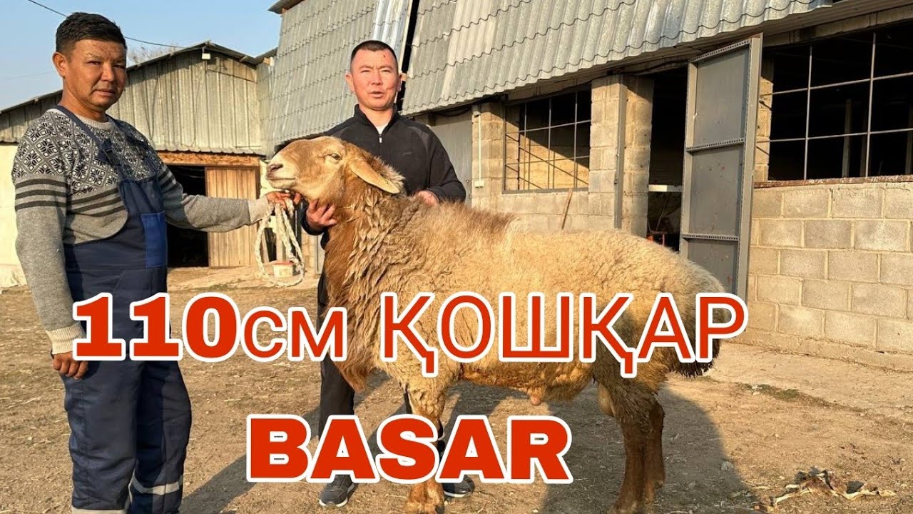 110см ҚОШҚАР РЕКОРД.Қозы қошқарлар САТЫЛАДЫ 87015726777