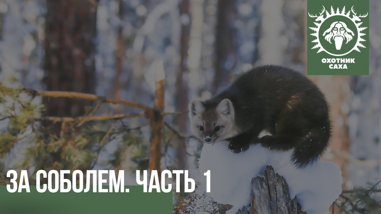 За соболем. Часть -1 - YouTube