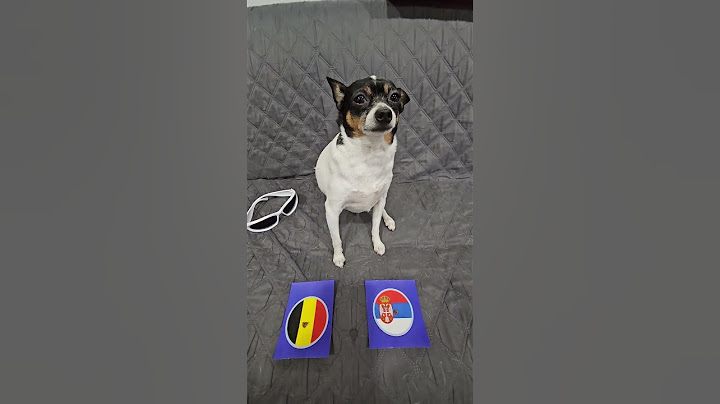 Belgium vs Slovakia #euro2024 #uefaeuro2024 #belgium #slovakia #soccerpredictions #dog