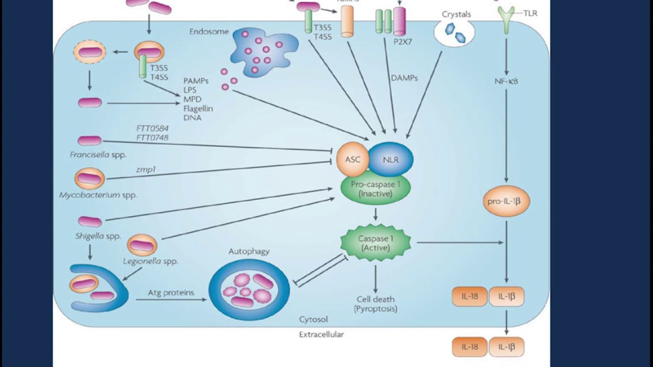 Procalcitonin Utility in the Intensive Care Unit (ICU) YouTube