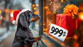 The Pain Truth About Christmas! Cute & Funny Dachshund Dog Video! by Doxie Din - not just a dachshund 198,567 views 2 months ago 10 minutes, 38 seconds