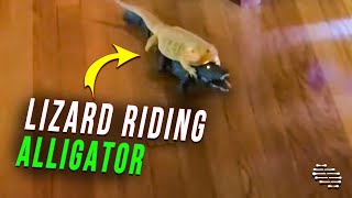 Lizard Riding Toy Alligator Around