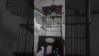 Download Lagu Ciblek bren rapet MP3