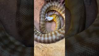 Feeding Wilson the Woma Python