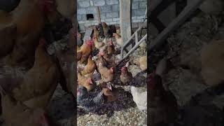 мои курочки 🐔