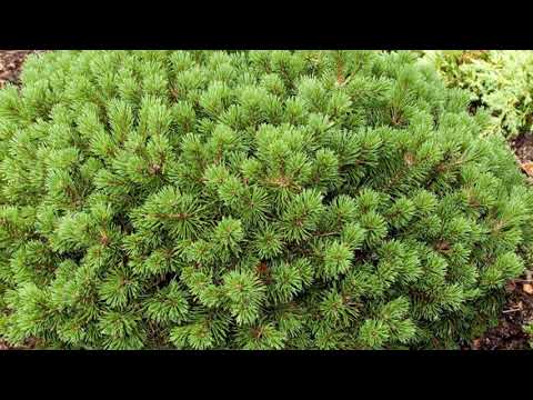 Video: Varietà di conifere nane: scegliere le conifere nane per il paesaggio