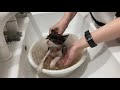 #1【保護猫】仕事中に子猫保護!! ご飯を泣きながら食べます。