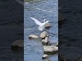 A Little Egret and a Jumping Fish