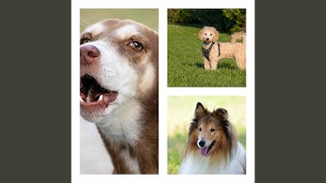 Pulsating Ambience for Soothing Doggies