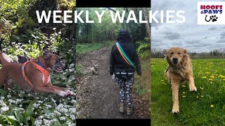 Weekly Walkies with Hoofs & Paws with calming classical music for dogs