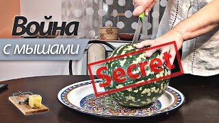 ПЛИТУ СОЖРАЛИ МЫШИ! Арбузы на засолку БЕСПЛАТНО! Рецепт холодца ПЛИТУ СОЖРАЛИ МЫШИ! Арбузы на засолку БЕСПЛАТНО! Рецепт холодца