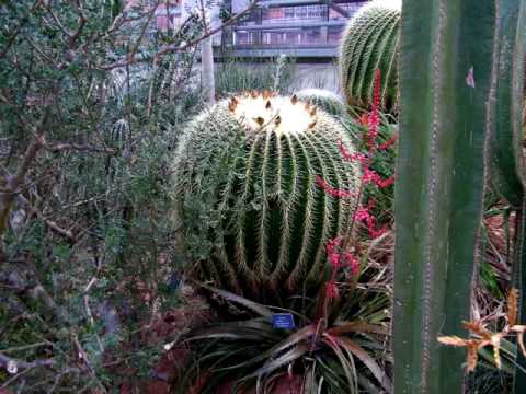 Botanischer Garten In Basel Youtube