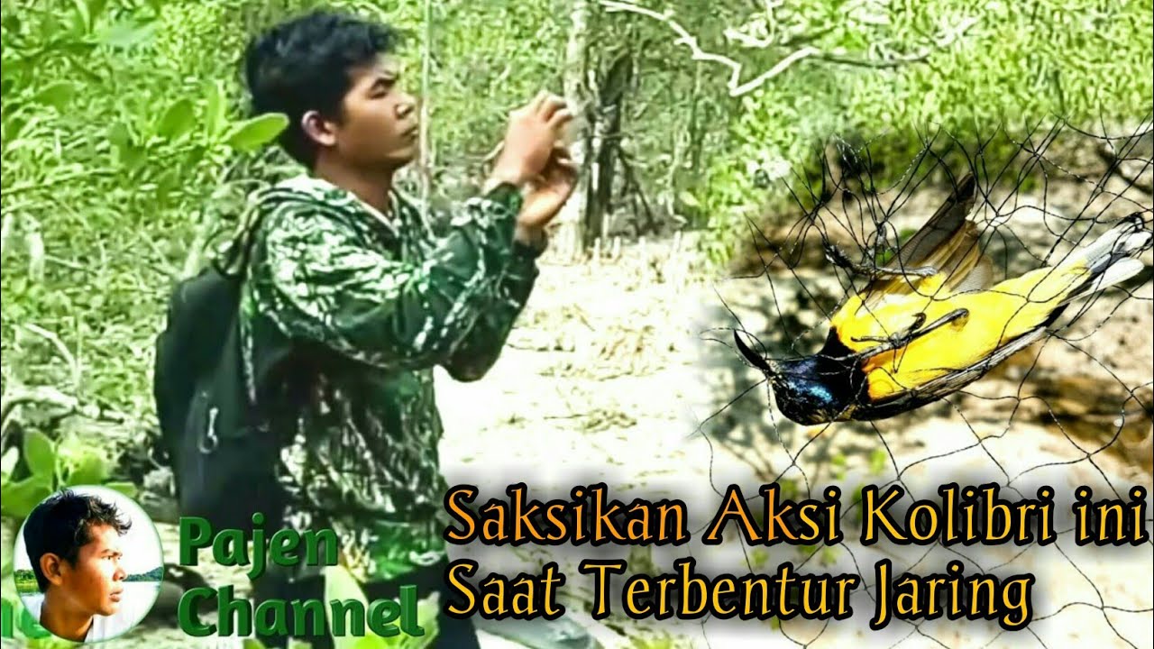 Menjebak Burung Kolibri Pakai Jaring 