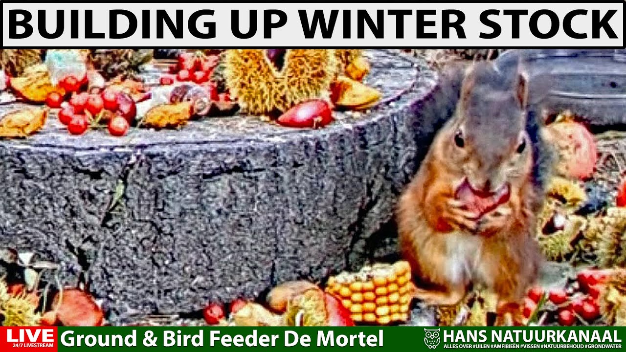 Eekhoorns bouwen wintervoorraad op