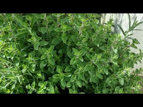 Video: Cây Oregano vàng - Trồng các loại thảo mộc Oregano vàng trong vườn