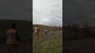 Her safety was on! #chukarhunting #pointer #hunting #birdhunting #shorts #viralshorts #viralvideo