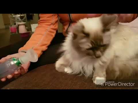 Видео: Котки с астма: AeroKat Feline Aerosol Chamber