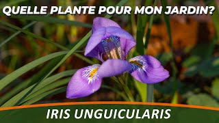 L'IRIS D'ALGER ou IRIS UNGUICULARIS - Quelle Plante Pour Mon Jardin ?