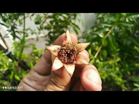 Jenis Buah Delima Putih