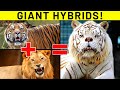 12 Rare Hybrid Animals You Won&#39;t Believe Exist
