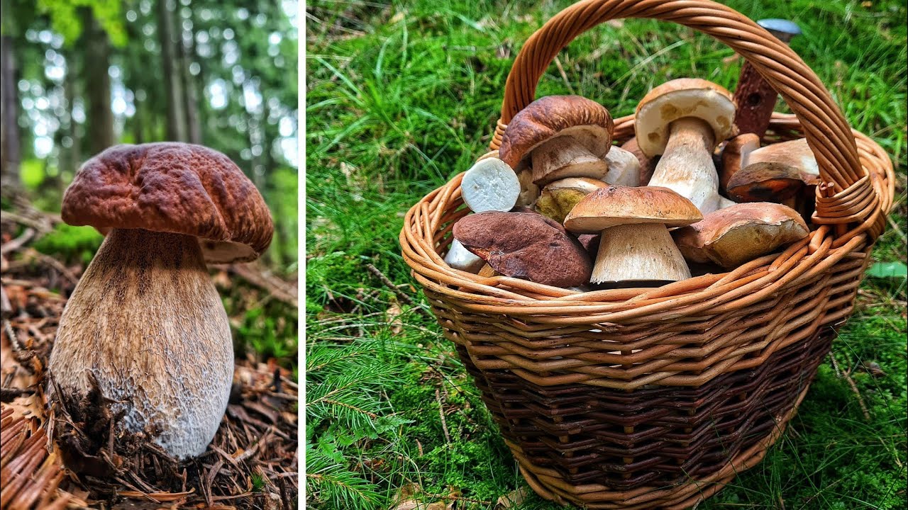 HUBY HRÍBY 2025 - hubárčenie v smrekových strminách, prieskum nového terénu v okoli Banskej Bystrice