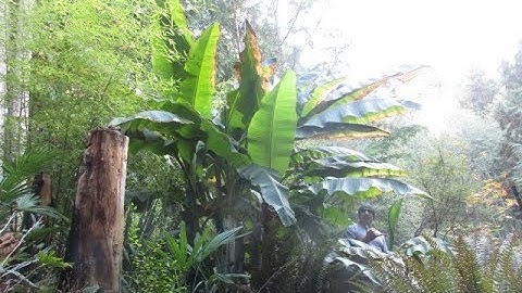 Growing Bananas in a Mild Micro Climate on Salt Spring Island