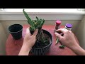 Let's Propagate: Lifesaver Cactus (Huernia Zebrina)