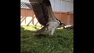 Nel the Osprey - flying